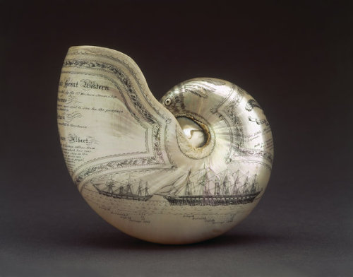 innerbohemienne:Nautilus shell scrimshaw, c.1845, dedicated to Queen Victoria; carved with a common 