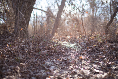 Texas Blackland Prairie with Amanda Plano, Texasurban dreamscapes photographyalec mcclure