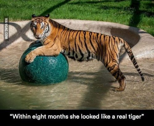 chocolatequeennk:  deapseelugia:  catchymemes:  Sick Tiger Cub Gets Rescued From Circus, Makes Incredible Recovery And Finds Love    SHES BLEPPING IN THE LAST PHOTO HELP ME   Since so many “tiger rescues” aren’t really rescues at all, I did some