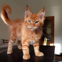 catsareliterallyperfect: professorthorgi:  electric-daisy-forest: WHAT. I need him. This cat looks like He Man is about to hit him with a magic sword and make him grow ten times his size and slap a saddle on him.   He looks like he’s about to enter