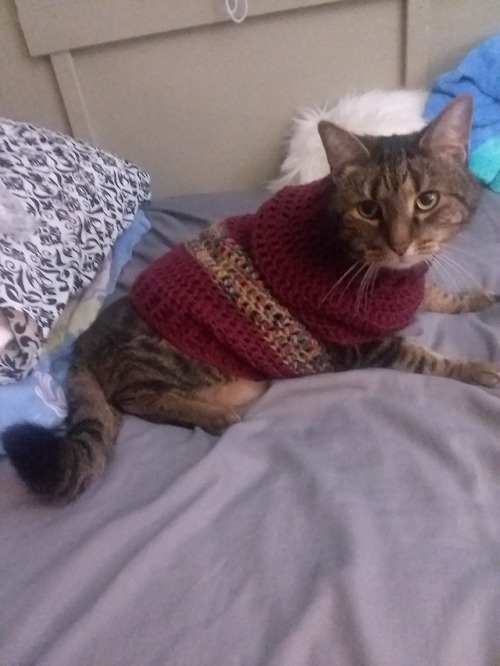 not-dirk-strider: I made my cat a sweater, here’s some of the highlights from the mini photosh