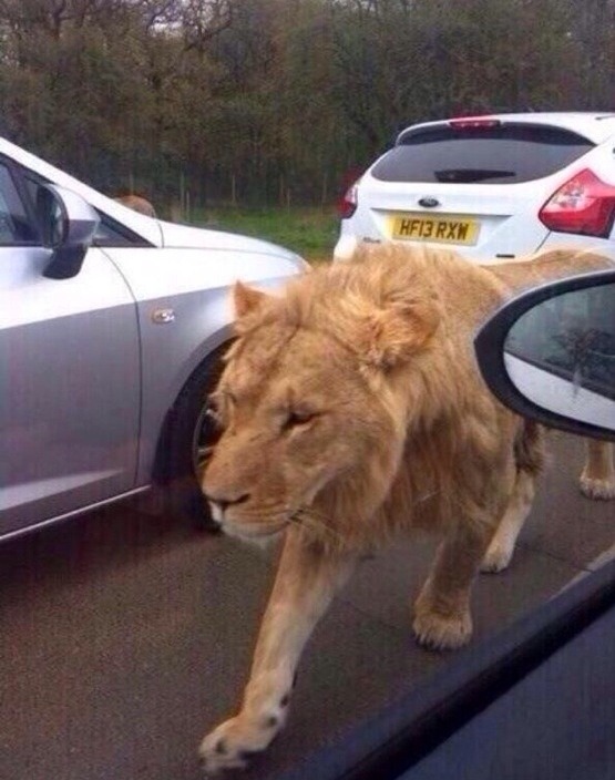 memeguy-com:Dammit who started a game of Jumanji