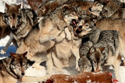 Respectthewolf:  “In Canada’s Boreal Forest, Pack Dynamics Are In Full Play When