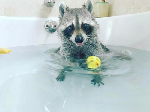 Although These Trash Pandas are Notorious Bandits They’re the Cutest Animals in the World