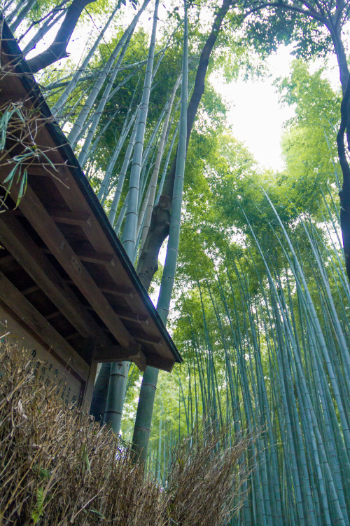 Arashiyama Bamboo Forest, Kyoto, Japanblog: www.worktravelshoot.com