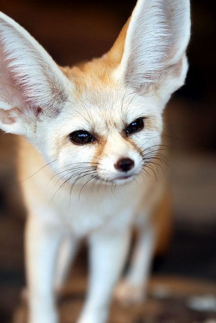 kit-foxx:Foxes and their many facial expressions