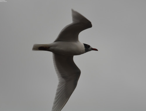 dansnaturepictures