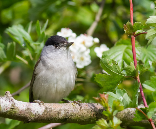  Eurasian Blackcap (Sylvia atricapilla) &gt;&gt;by Cliff Watkinson