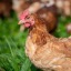 evil-chicken