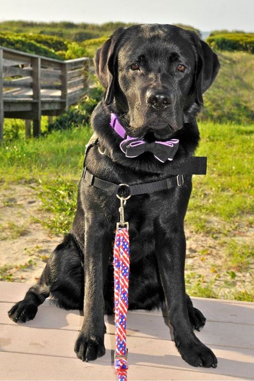 Warrior Canine Connection’s Derek is such a looker.