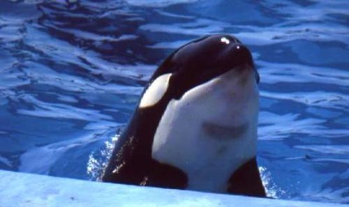 Gender: MalePod: N/APlace of Capture: Born at Marineland Antibes, FranceDate of Capture: Born Februa