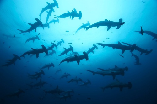 beyondtheseablog: nubbsgalore: hammer time. schools of scalloped hammerhead sharks photographed in t