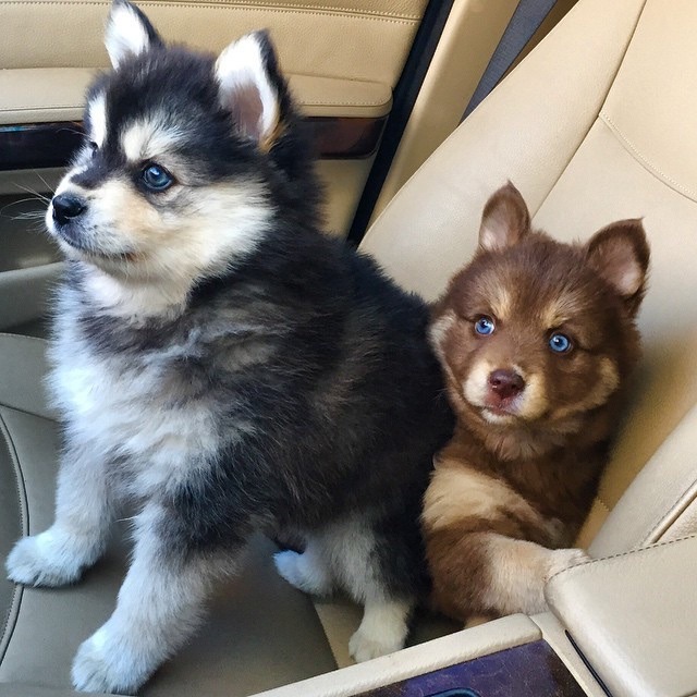 My Art. My Choice. — aww-so-pretty: I love husky puppies