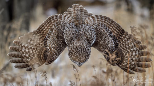 Great Gray Owl - Hunting at Refuge -  Châteauguay, QC CANADABrad Lewis