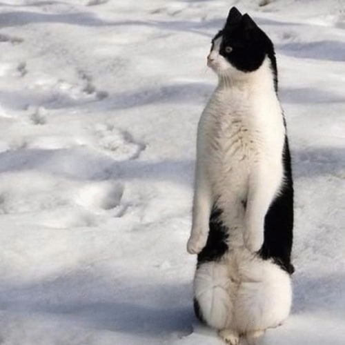 more penguin cats