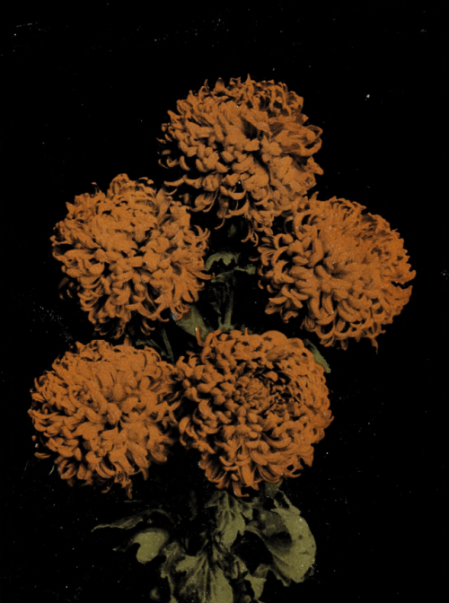 nemfrog:Orange queen. Chrysanthemums : retail price list 1921 / Elmer D. Smith &amp; Co. 1921. C