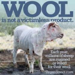 Moreanimalia:  Tigerskinsandotherthings:  Carlvegandude:  Wool Is Not Cool.  You