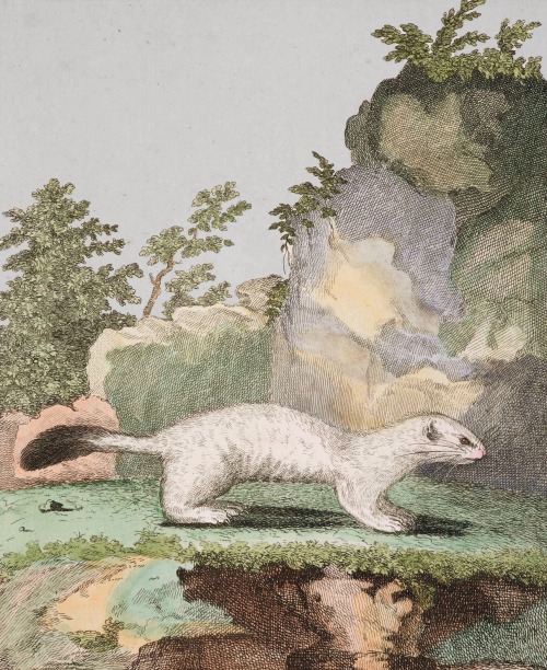 clawmarks: Collection des animaux quadrupèdes de Buffon - Georges-Louis Leclerc Buffon - c.1749-1767