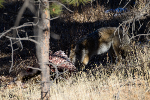 A bunch of the coyote from the other day