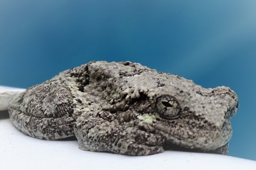 It’s Gray Treefrog time! These wee little mottled gray bumpy frogs make quite the fun sounds before,