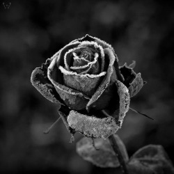 whitesoulblackheart:  Rose Courage by Ulla Lippert Andersen © “… The old that is strong does not wither,Deep roots are not reached by the frost …”- J.R.R. Tolkien, The Fellowship of the Ring (Please leave quote &amp; credit … Ƹ̴Ӂ̴Ʒ)