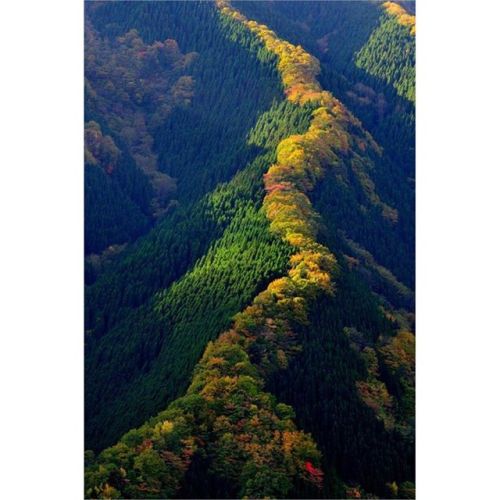Maple trees along a ridge in Japan