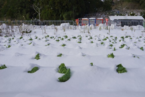 One snowy morning. / 雪かき、足あと、軒下、白菜。