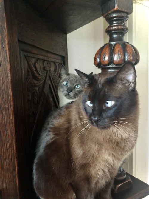 Titus And Mini On The Old Cupboard