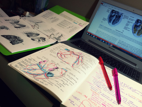 miss-sassmaster:  Heart and lungs and lungs and heart. Drawing helps me learn, but it’s also soothing for me. It’s good for me. 