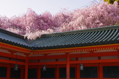 平安神宮（Heian-jingu shrine : Kyoto） 屋根を乗り越えそうなほど育った枝垂れ桜。 創建から１００有余年。 明治に植えられた木々も大きく育っています。