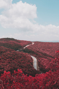 Red Forest | S.L.Δ.B.