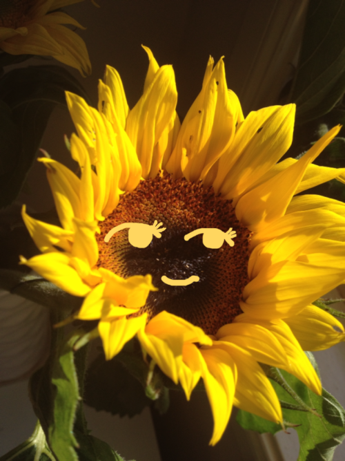 ririrabbit:~ my beautiful sunflowers ~