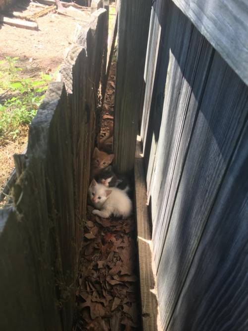 everythingfox: “Heard some mewing coming from the space between the fence and the planter&ldqu