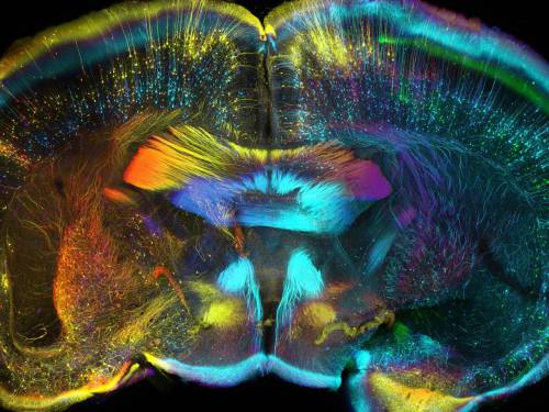 XXX salon:The best science images of the year photo