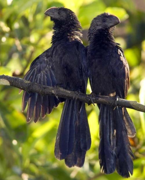 ainawgsd:The smooth-billed ani (Crotophaga ani) is a large near passerine bird in the cuckoo family.