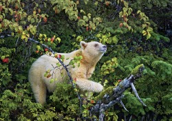 vmagazine:  The Kermode Bear also known as a “Spirit Bear” (particularly to the Native tribes of British Columbia), is a subspecies of the North American Black Bear living in the central and north coast of British Columbia, Canada. Spirit bears hold