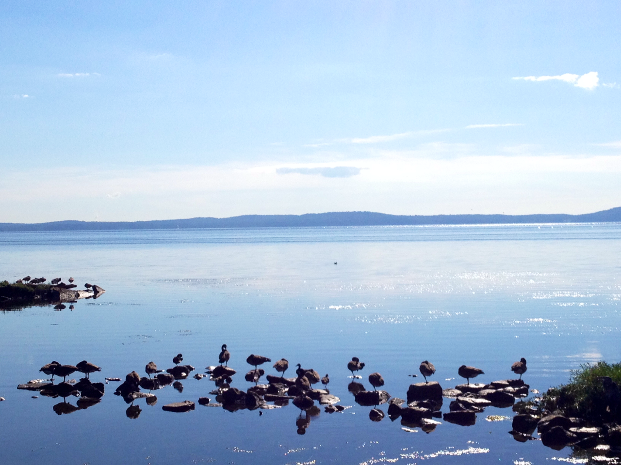 A few early Canada arrivals enjoy the Havre de Grace sunshine at the Chesapeake’s Susquehanna Flats- famed wintering spot (and hunting Mecca) for migratory waterfowl.