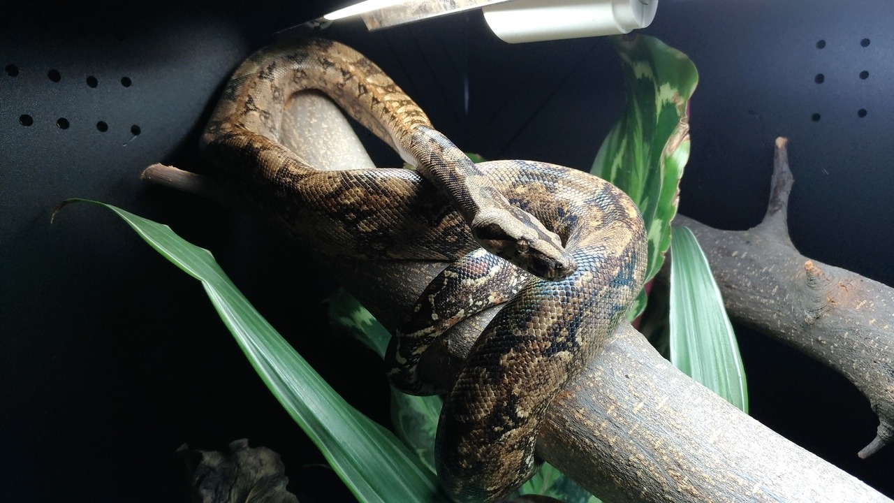 Tarahumara Boa Care