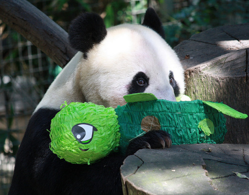 giantpandaphotos:  Bai Yun celebrates her 22nd birthday at the San Diego Zoo, California, on September 7, 2013. ©y Kia Lynn. 