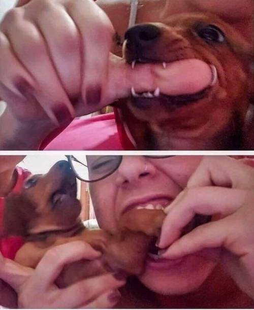 secretsunkept: tiny-maus-boots: everythingfox: UNO reverse card Lmao this dog’s face tho