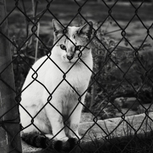 House of kittens/Hace unos días vi una foto de un gato en instagram INCREIBLE, soooo #yolo #kittensneighbor #barrio #hoodcat #dongato #pandilla #cat #kitty #catoftheday #furry 