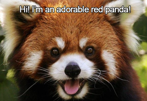 thelustfulkitten:  Don’t let my favorite animal become extinct!! 