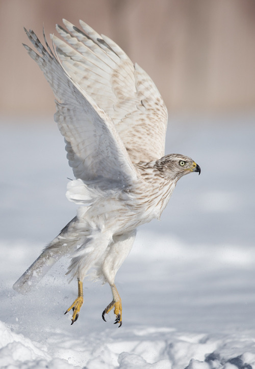 peregrineinastoop:  Siberian White Goshawk by Conrad Tan