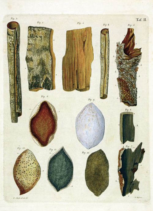 Ernst Schenk, illustrations of bark species for a pharmaceutical manual, 1827-1834. Germany. Pharmac
