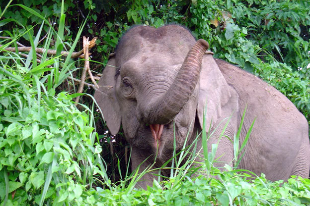 theadventurechild:    Jungle/tropical blog  