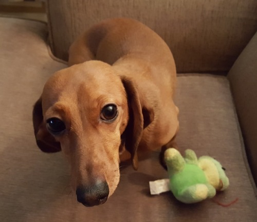 A wiener and her frog.