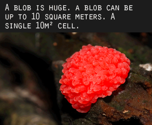 m-xl:  tedx:  Beware of The Blob! In this talk from TEDxToulouse, biologist Audrey Dussutour uncovers the mystery of myxomycota — a.k.a. le blob — the fascinating blob organism whose unicellular structure betrays a surprising personality. Learn more