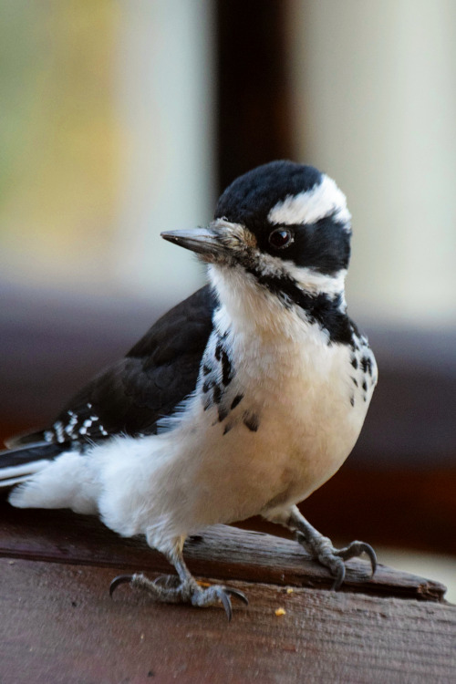 Buzz. Portraits of a hairy woodpecker. Summit County, Colorado. Photos by Amber Maitrejean