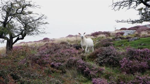 A Sheep in Heather.