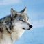 generousfestwolf